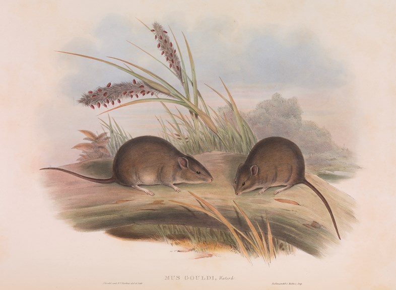 A drawing of two mice